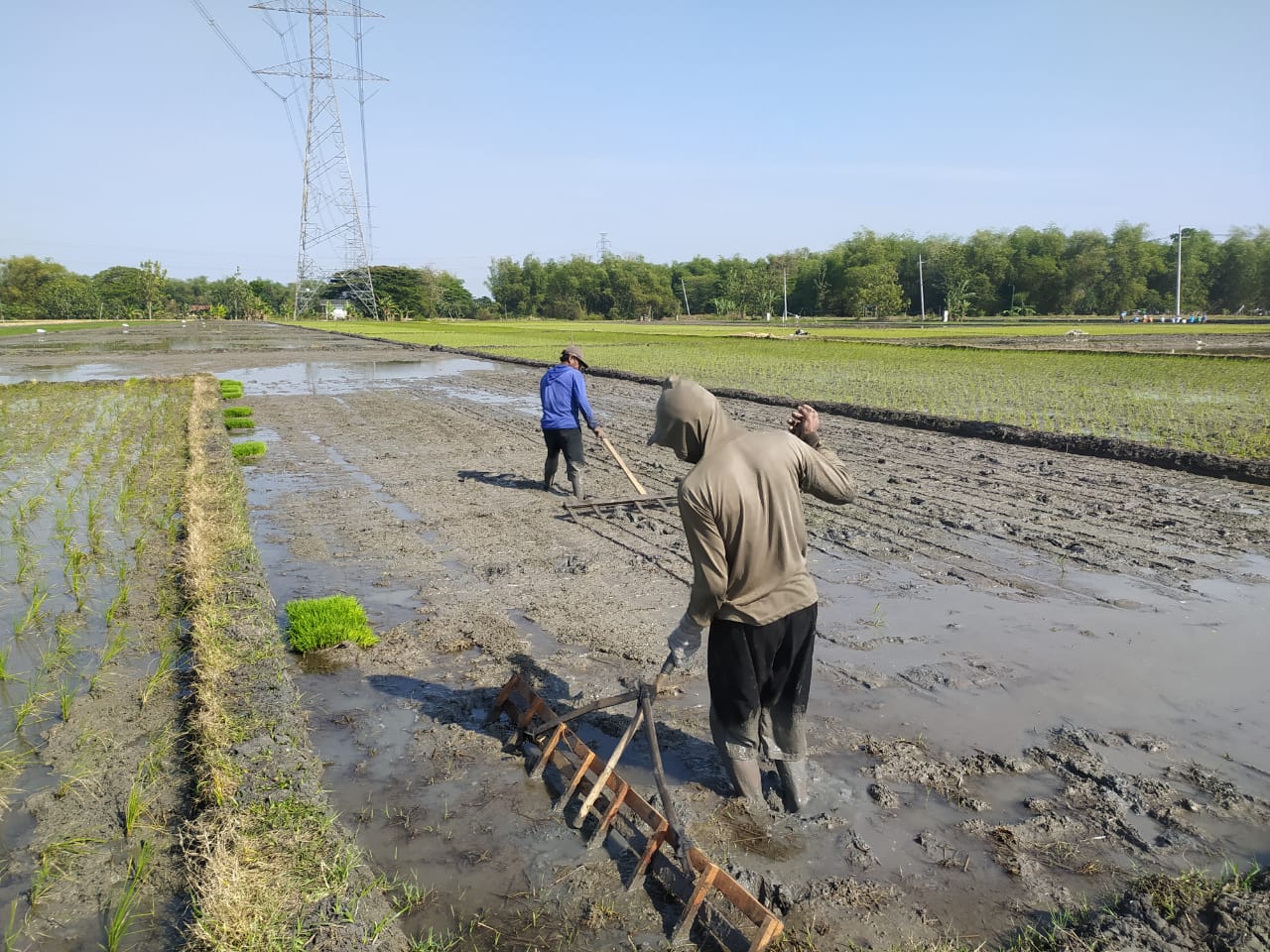 Metode Tanam Sri System Of Rice Intensification Dinas Ketahanan