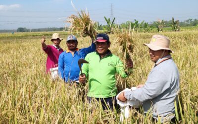 Ubinan Kelompok Tani Pondok Desa Tambakboyo