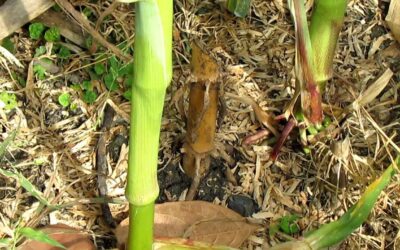 Budidaya Tanaman Jagung dengan Metode Tanpa Olah Tanah ( TOT ) di Kecamatan Ngawi