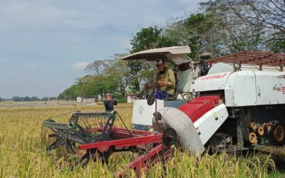 Susut Hasil Komoditas Tanaman Pangan Menggunakan Alat Mesin Pertaanian Combine Harvester