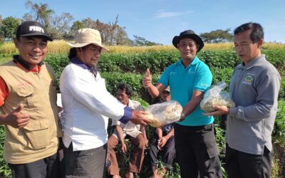 Jamur Trichoderma SP. Sebagai Pengganti Pestisida atau Fungisida Sintetik