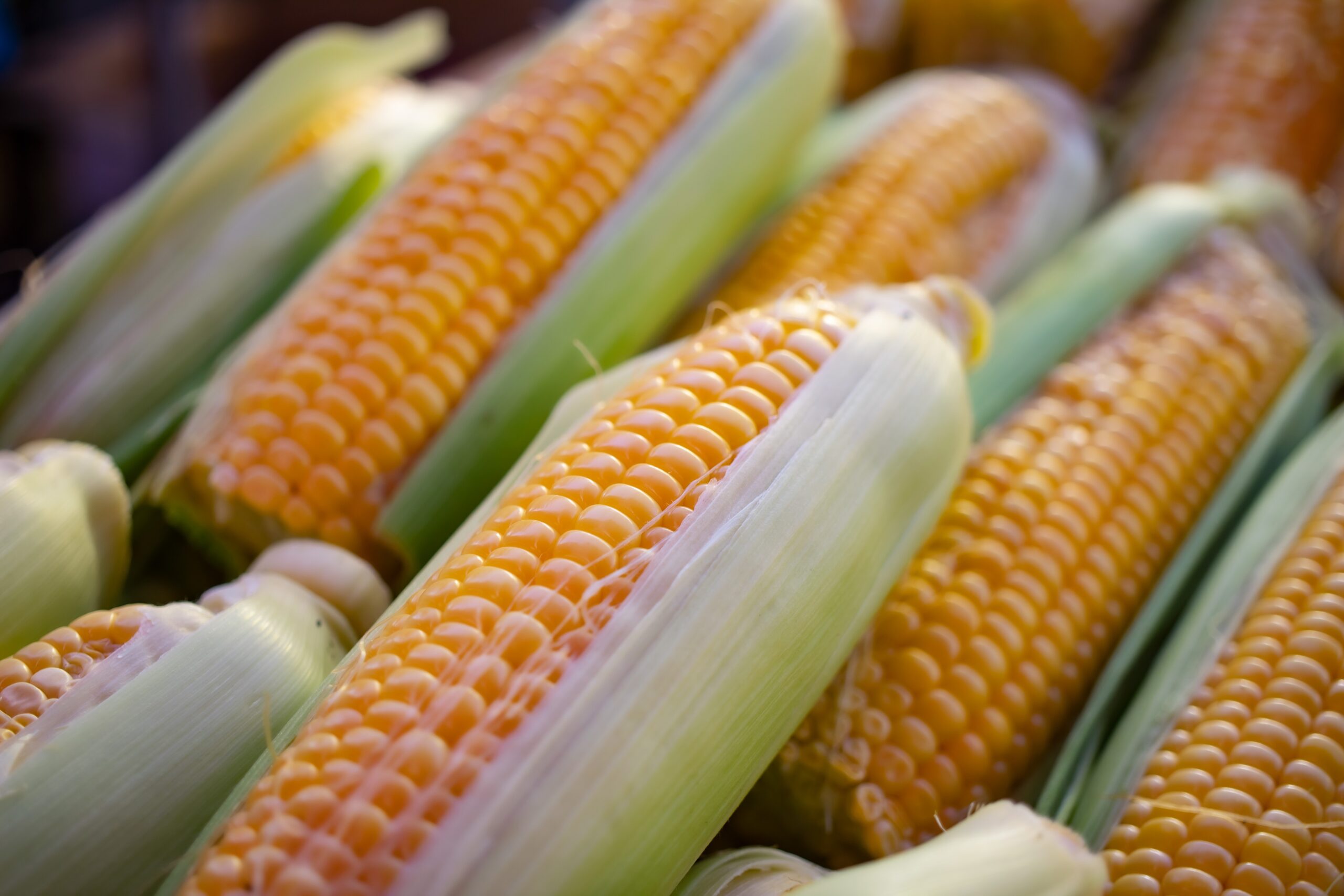 Jenis Jagung Untuk Pakan Ternak Yang Harus Anda Tahu Dayya Mesin 3414