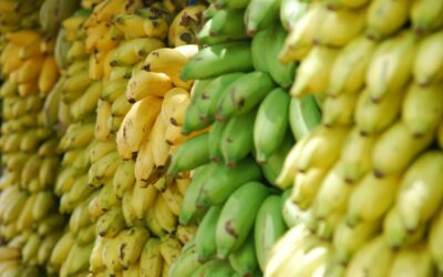 Penanganan Pasca Panen Buah Pisang