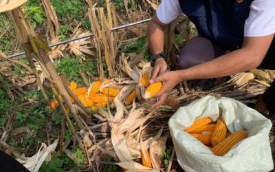 Ubinan dan Panen Jagung di Desa Krompol Kec. Bringin