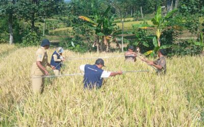 Teknik Pengambilan Ubinan Pada Tanaman Pangan