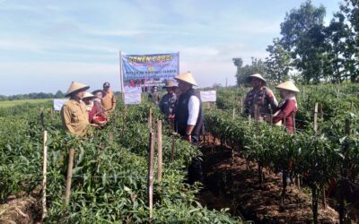 Panen Cabai Bersama Bapak Bupati Ngawi