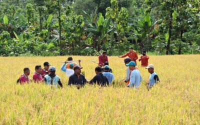 Susut Hasil Panen Komoditi  Tanaman Pangan Padi