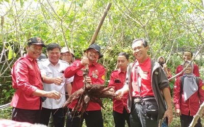 Menghitung Produktivitas Ubi Kayu dan Jagung dengan Ubinan Bersama