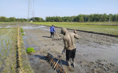 Metode Tanam SRI (System of Rice Intensification)