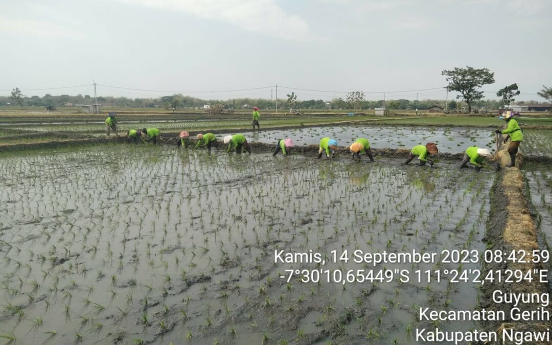 Gerakan Percepatan Tanam Padi Di Bulan September Untuk Mengantisipasi Dampak El-Nino Kecamatan Gerih Kabupaten Ngawi.