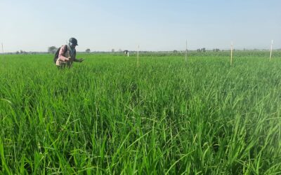 Monitoring OPT Pada Lahan Padi di Dusun Pudak Desa Wonokerto Kecamatan Kedunggalar