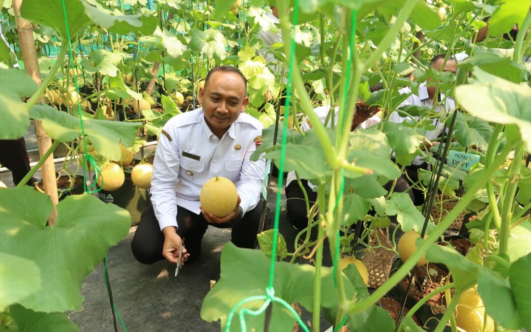 PANEN PERDANA MELON POKTAN TANI MANUNGGAL BERSAMA BUPATI NGAWI