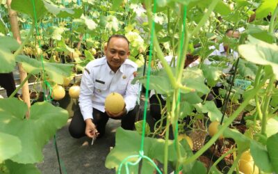 PANEN PERDANA MELON POKTAN TANI MANUNGGAL BERSAMA BUPATI NGAWI