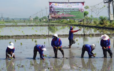 Dorong Swasembada Pangan Berkelanjutan, Kementerian Pertanian adakan Gerakan Percepatan Tanam Serentak Se-Jawa Timur